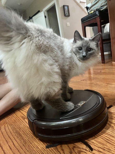 Cleo