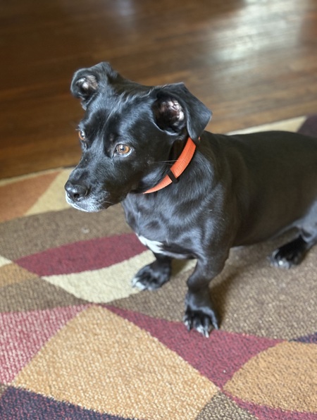 Pip