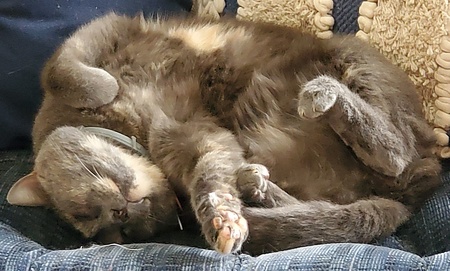 Smokey