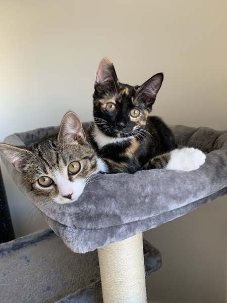 Lewis and Millie