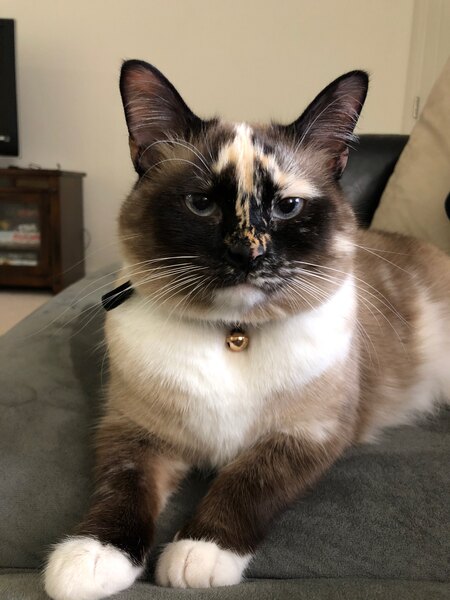 Papaya