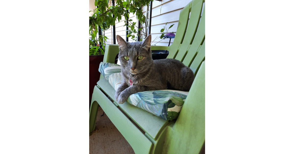 Vote for Ghost Lynchburg Humane Society 2026 Calendar Contest