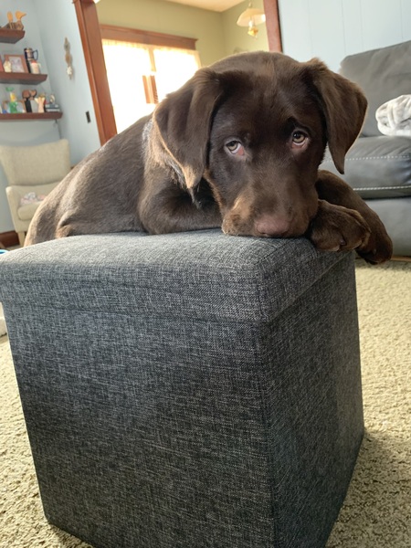 Bo