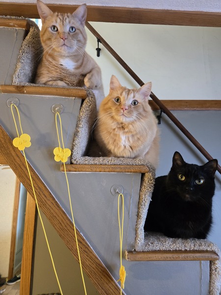 Ham, Merlin, Lucy 