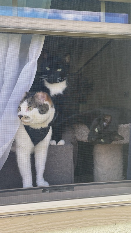 Pico, Otto, and Jerry!