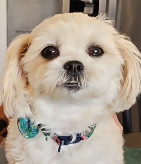 Piper