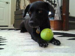Buddy 