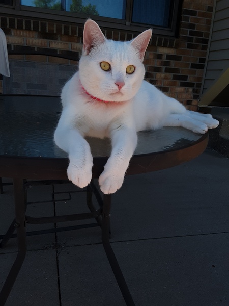 Queenie 
