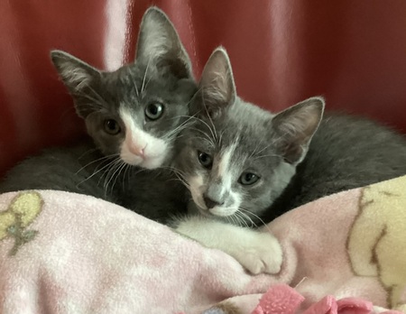 Ranger and Nisse