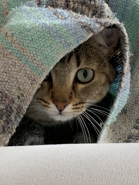 Mochi 