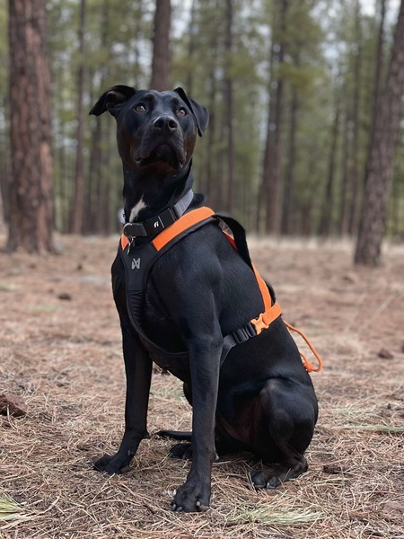 Scout