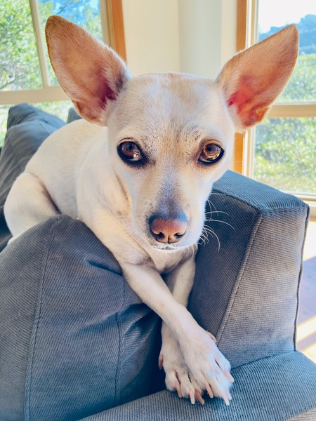 Penny
