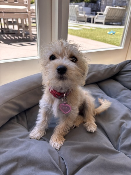 Teddy