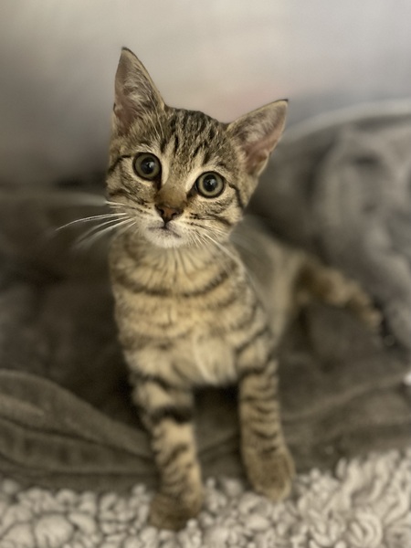 Kiki