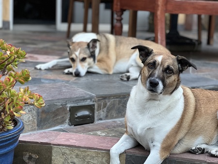 Buddy & Shayna 