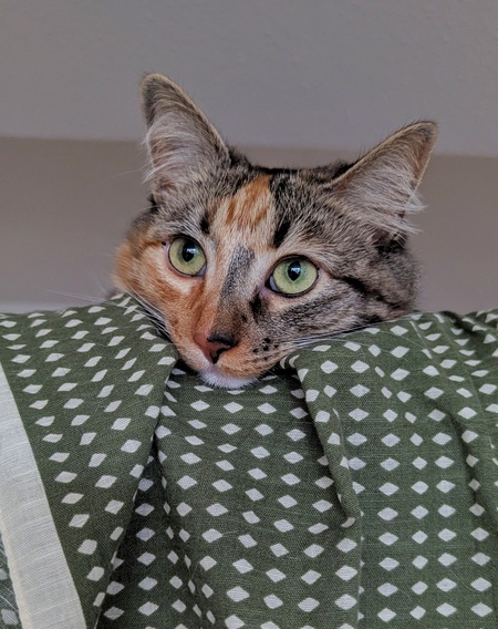 Paprika