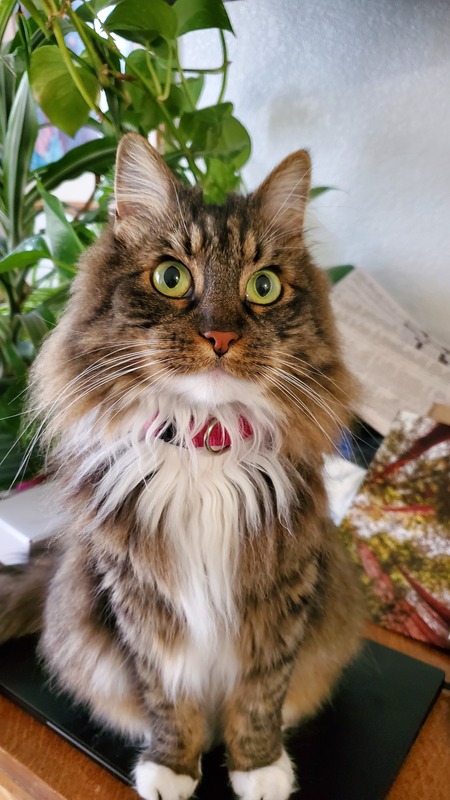 Lily