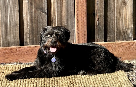 Ozzie