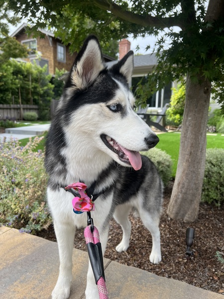 Koda 