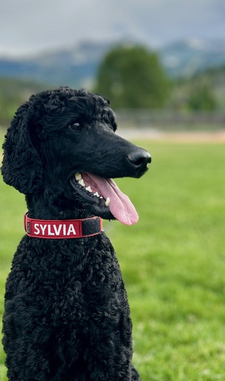 Sylvia