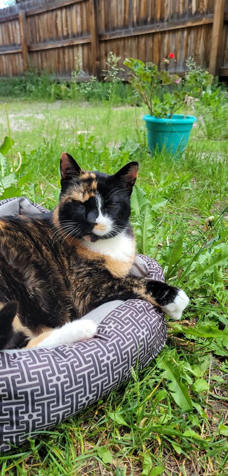 Kitty 