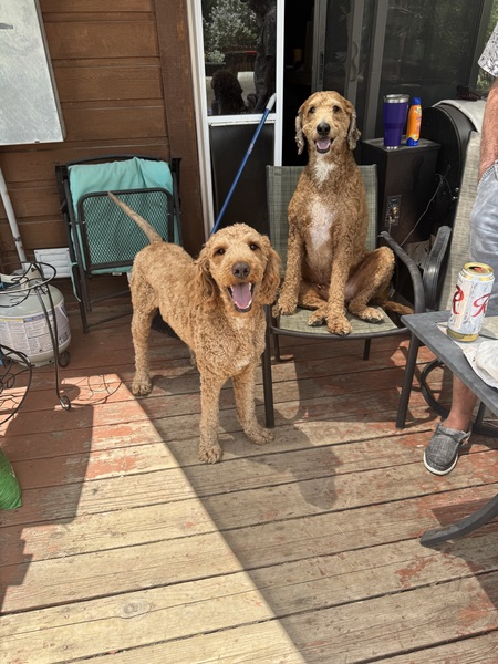 Clyde and Blue