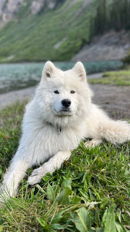 Archie 