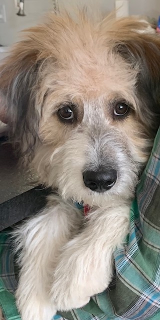 Gracie