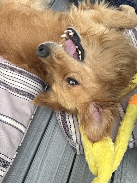 Bandit