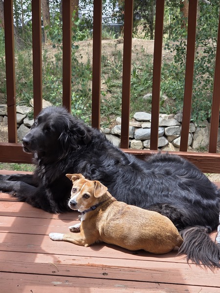 Koda and Lovebug