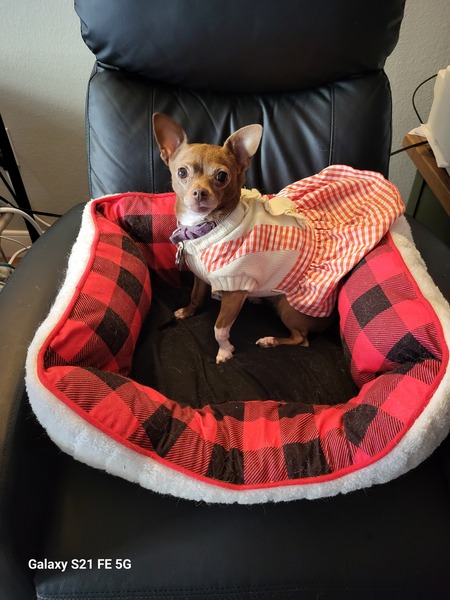 Bella