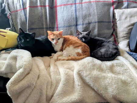 Jigglypuff, Braveheart, and Pippin