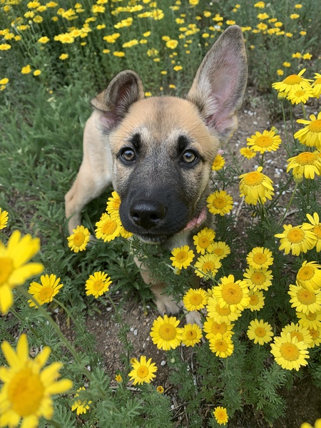 Bella