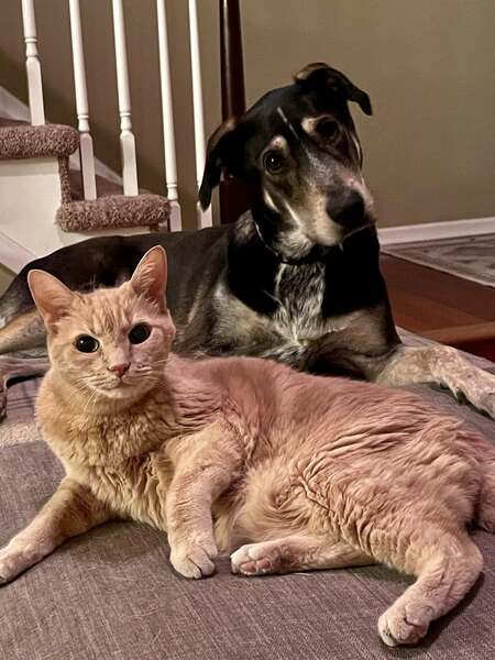 Maximus (Cat) Charlotte (Dog)