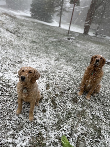 Pali & Gibson Snow Dogs
