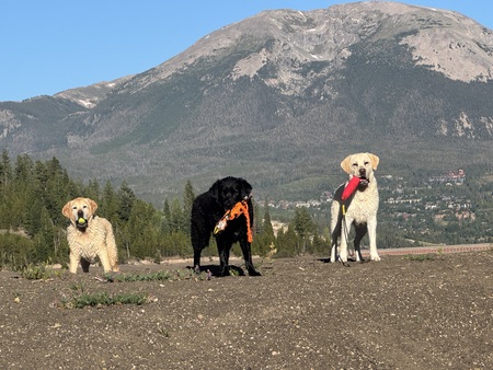 wally,beau,louie
