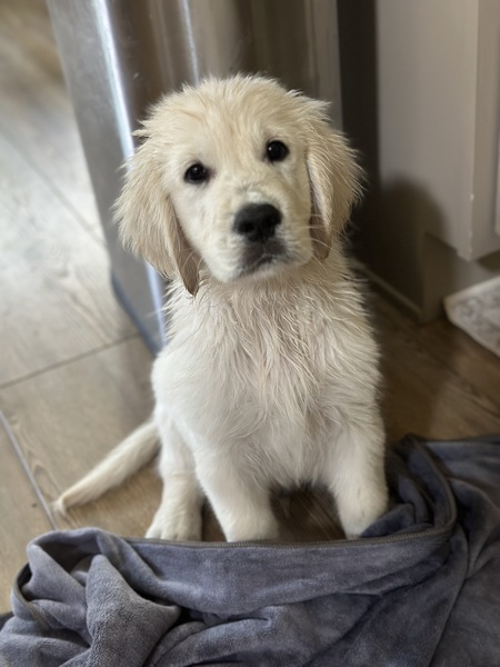 Ozzie