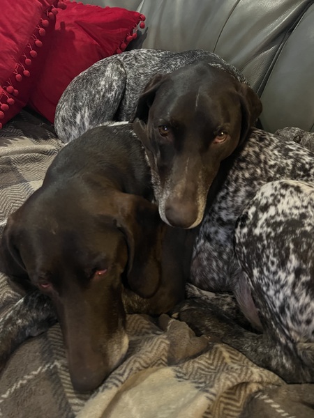 Henry and Bella