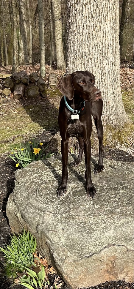 Briar