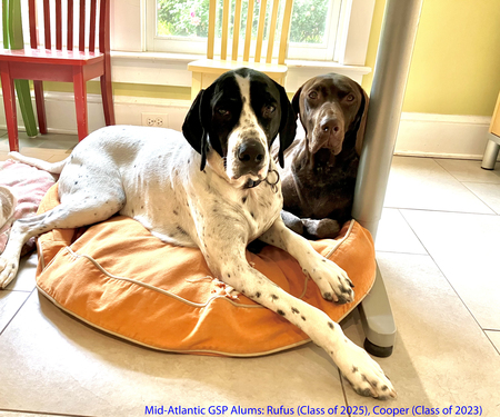 Rufus, Cooper (L to R)