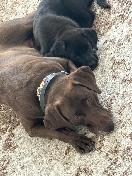 Moxie and Marshall