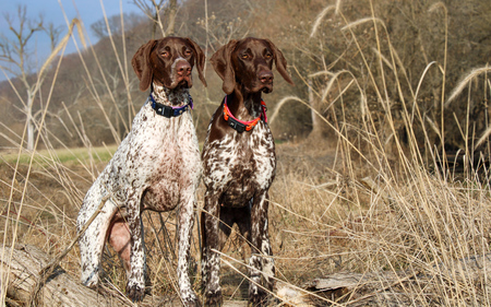 Oakley & Maple
