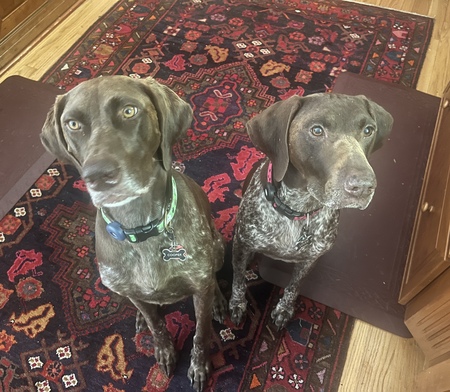 Cooper and Lovee