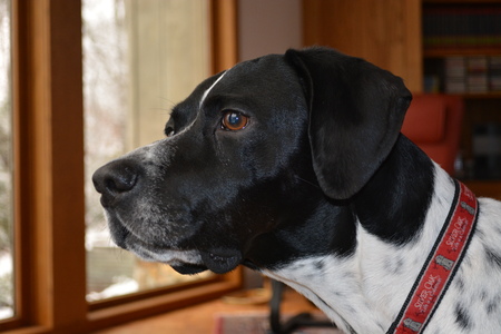 In Memory of Maximus