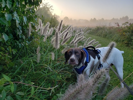 Riggins