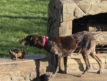 Mitzi the backyard pointer