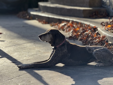 Mitzi in repose 