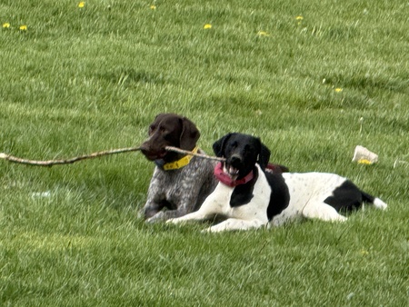 Lilly & Juniper