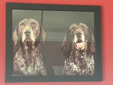 Henry & Bella 