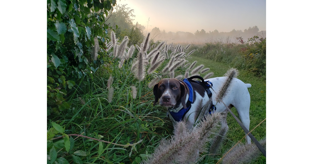 Vote for Riggins 2026 GSP Rescue Calendar Contest